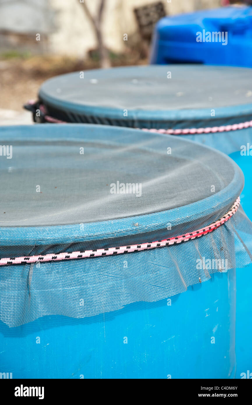 The screen on the top of a rain barrel used to catch rain wate for use in the garden, Missoula Montana. Stock Photo