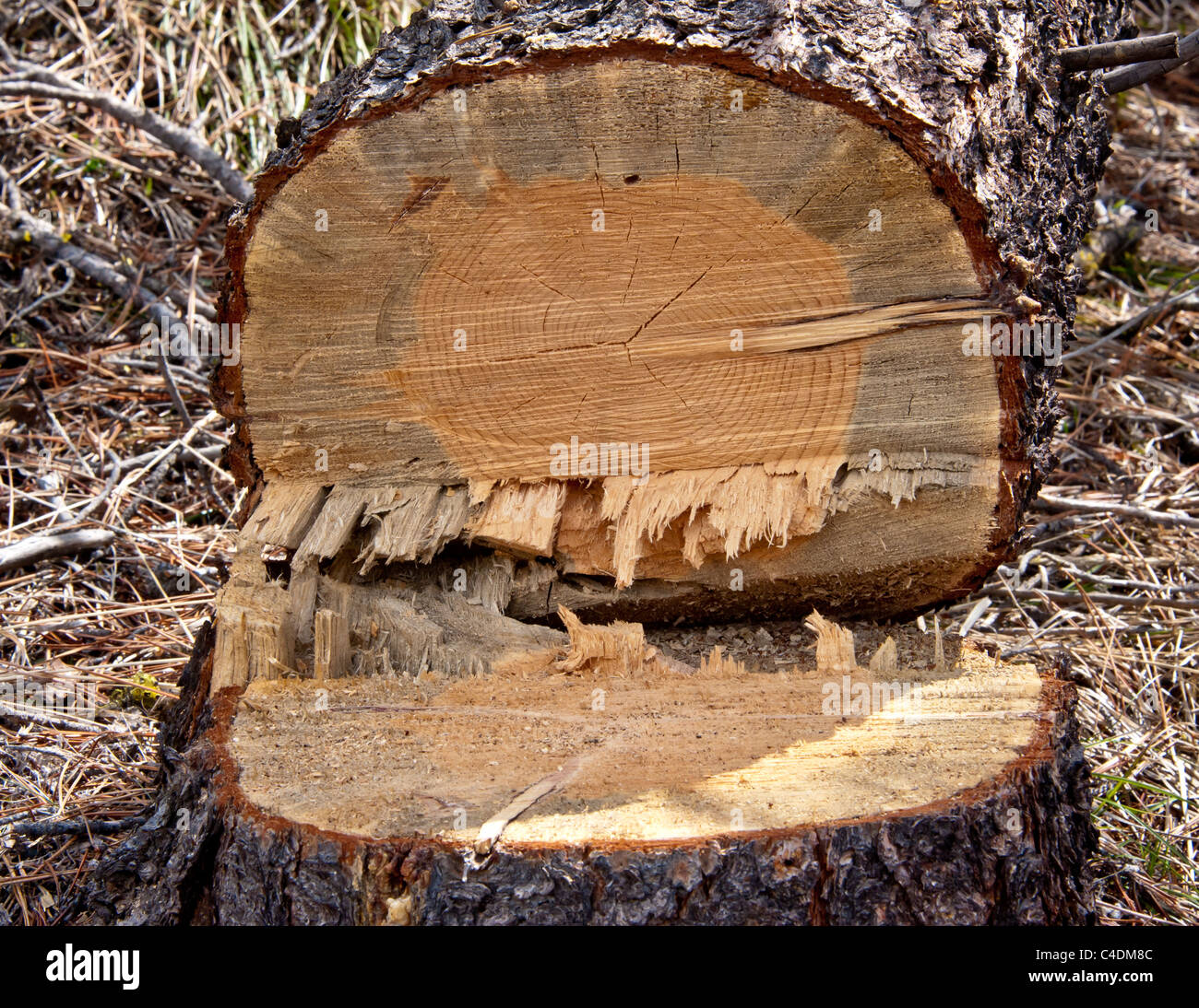 Damage from the Mountain Pine Beetle (Dendroctonus ponderosae) in the Seeley Lake area of Montana. Stock Photo