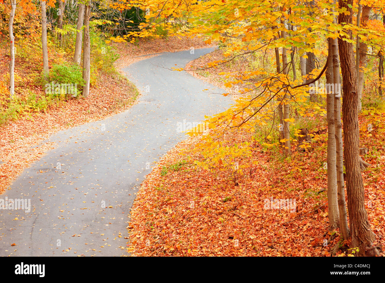 Winding alley in the fall park Stock Photo - Alamy