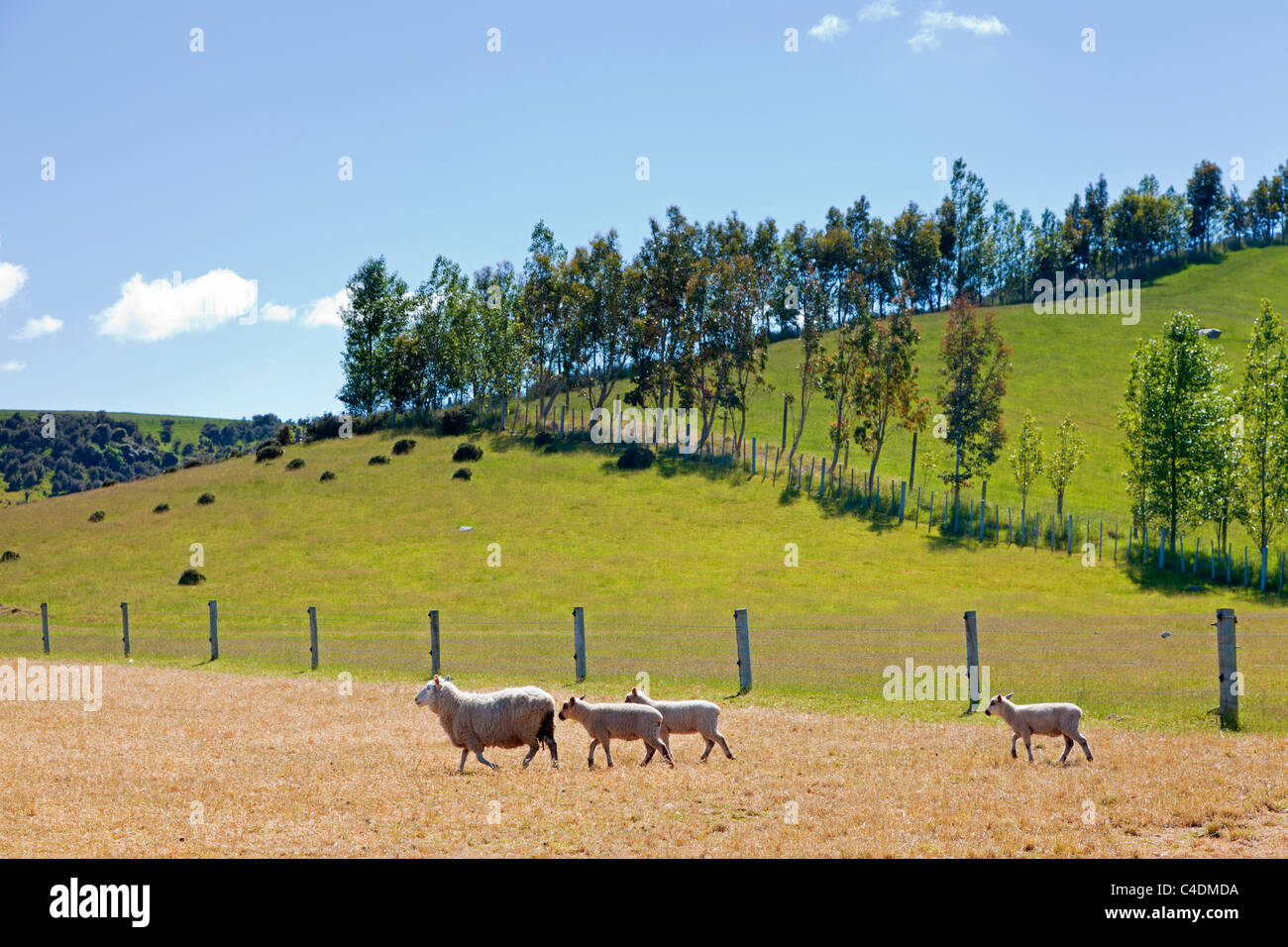 New Zealand farmland Stock Photo Alamy