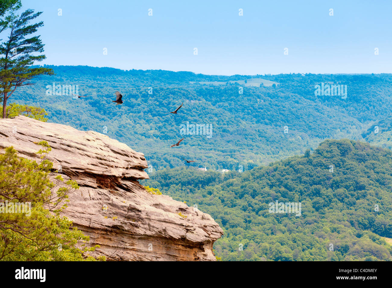 Turkey vultures circling over a cliff Stock Photo