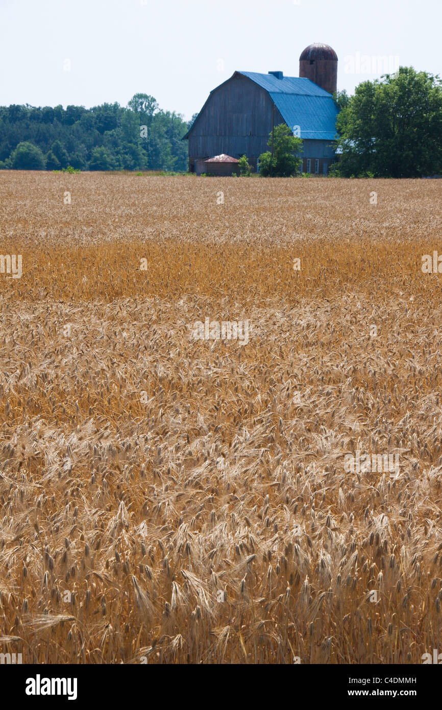 Fields of barley ripening, barn in distance, Maryland Eastern Shore, USA Stock Photo