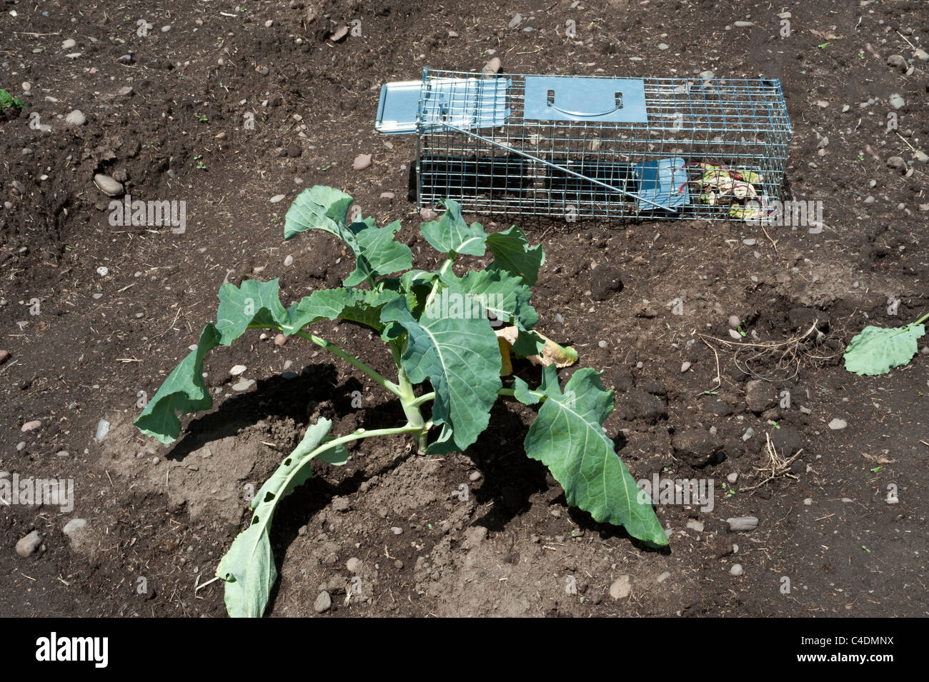 https://c8.alamy.com/comp/C4DMNX/a-trap-waits-next-to-a-kale-plant-in-the-garden-for-the-local-garden-C4DMNX.jpg