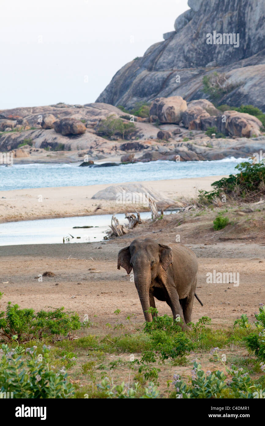 Asian Elephant in Yala National Park, Sri Lanka Stock Photo