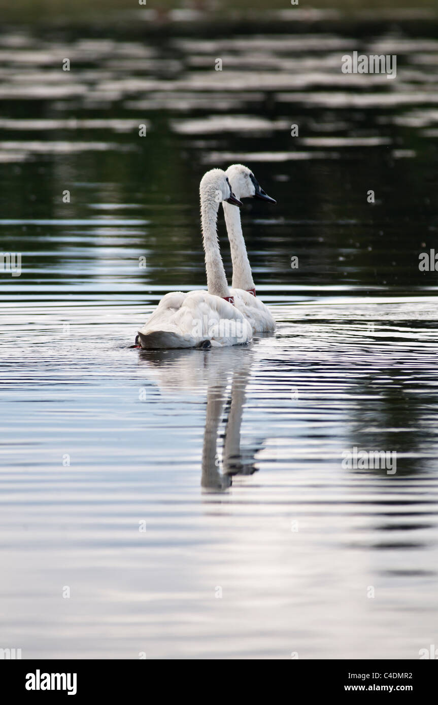 Two banded Trumpeter Swans are part of the Blackfoot Trumpeter Swan Restoration Project to reintroduce the birds to the area. Stock Photo