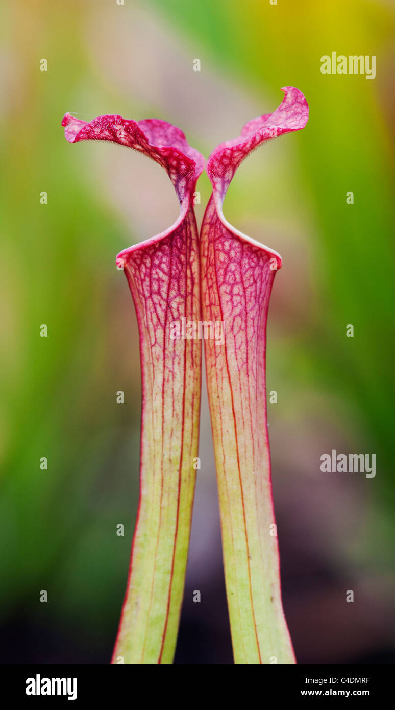 Sarracenia x farnhamii.  Pitcher plant. Carnivorous plant Stock Photo