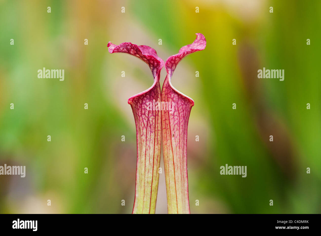 Sarracenia x farnhamii. Pitcher plant. Carnivorous plant Stock Photo
