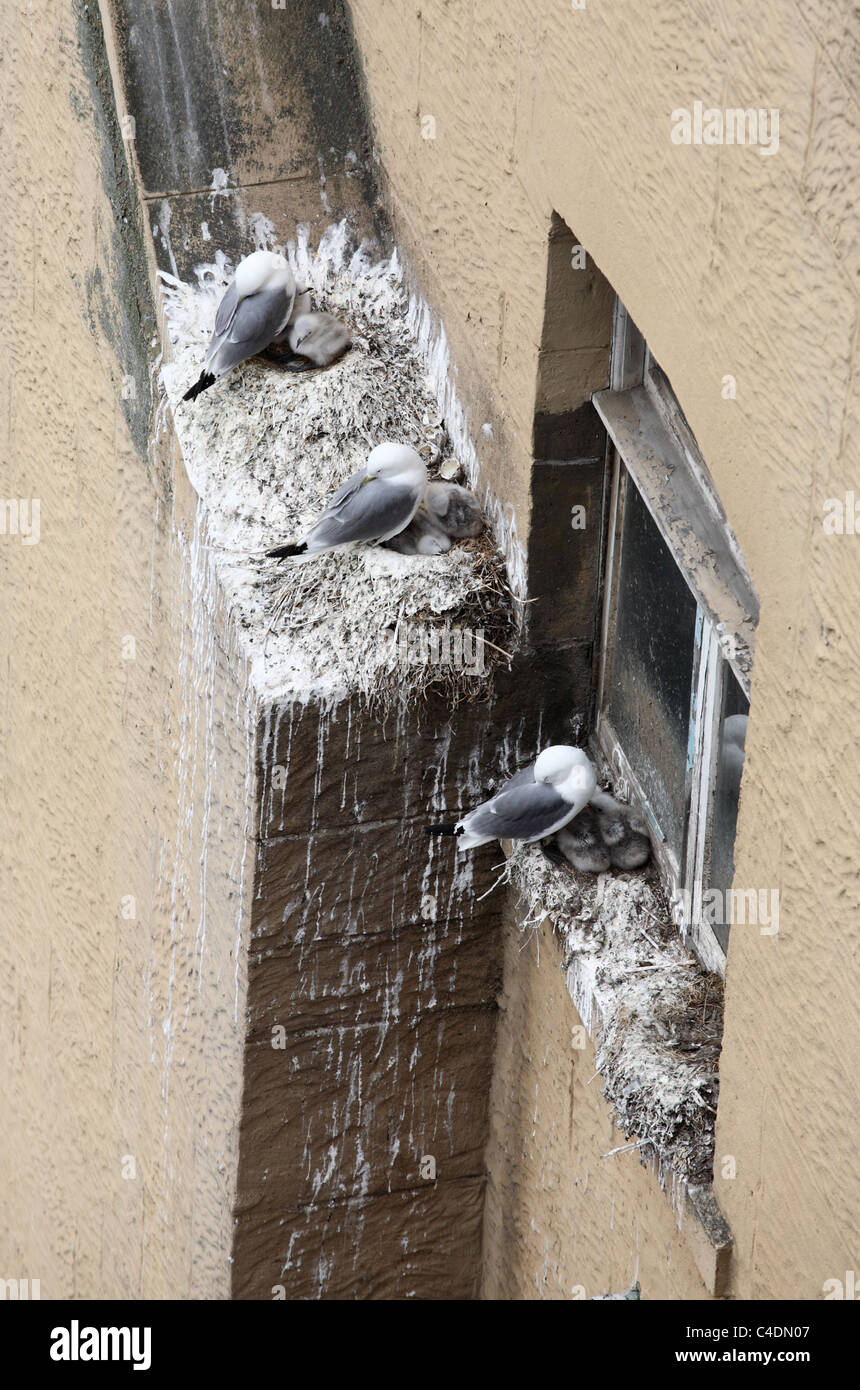 Kittiwakes and newly hatched chicks nesting on a domestic building within Newcastle upon Tyne England UK Stock Photo