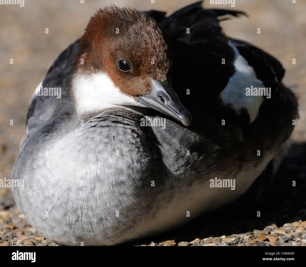 A  female Smew (Mergus albellus) rests  beside the lake in St James' Park. Stock Photo