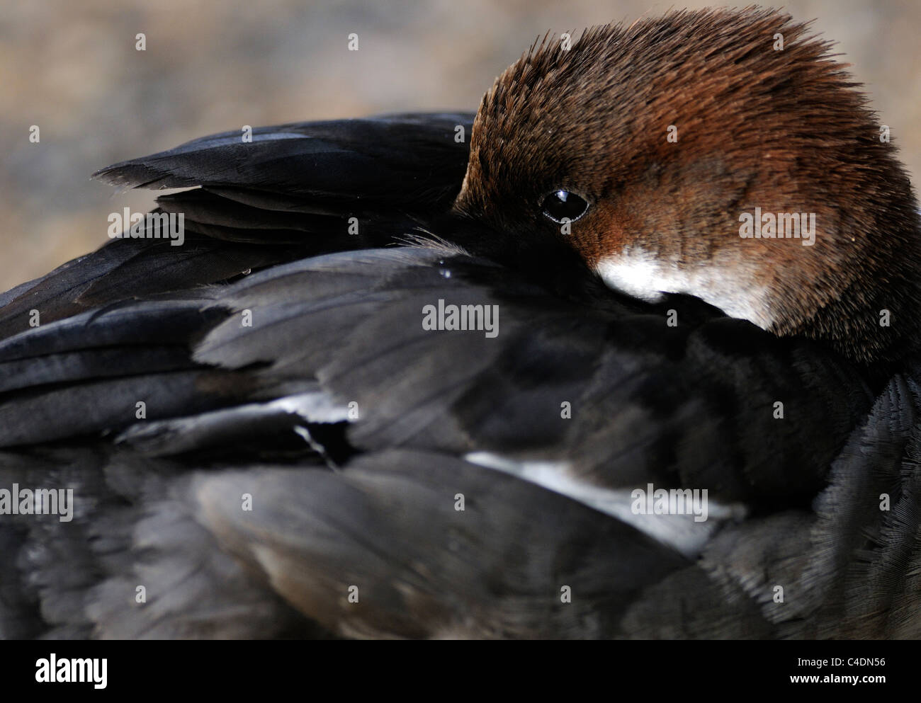 A  female Smew (Mergus albellus) rests with one eye open  beside the lake in St James' Park. Stock Photo