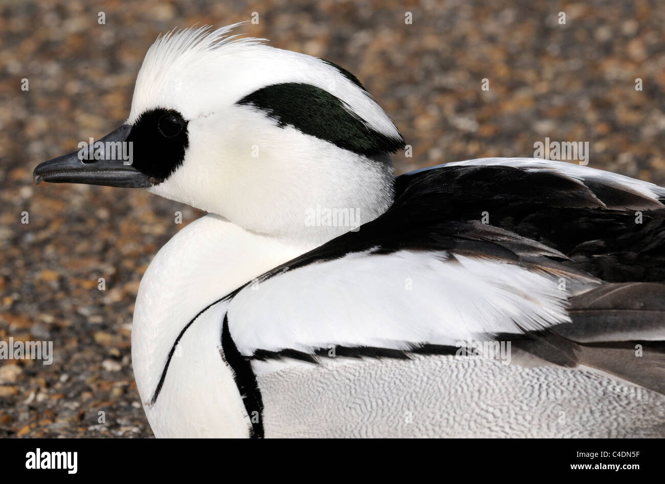 A  male Smew (Mergus albellus) rests  beside the lake in St James' Park. (Bird in a collection). Stock Photo