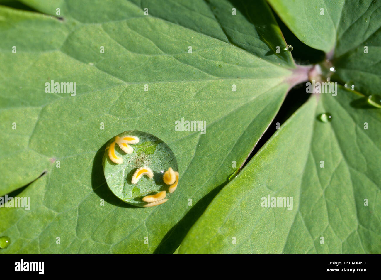 Trapped larvae, hover fly in a water droplet on Aquilegia leaf after spring showers, rain fall. Stock Photo