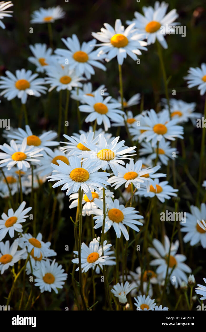 Ox-eye daisies Leucanthemum vulgare Asteraceae view of flower heads in evening light Stock Photo