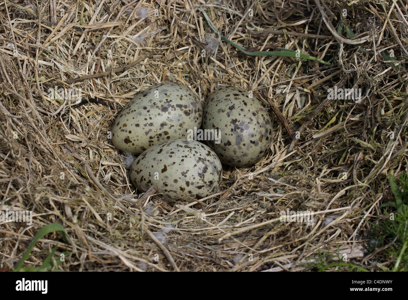Gulls Eggs High Resolution Stock Photography and Images Alamy