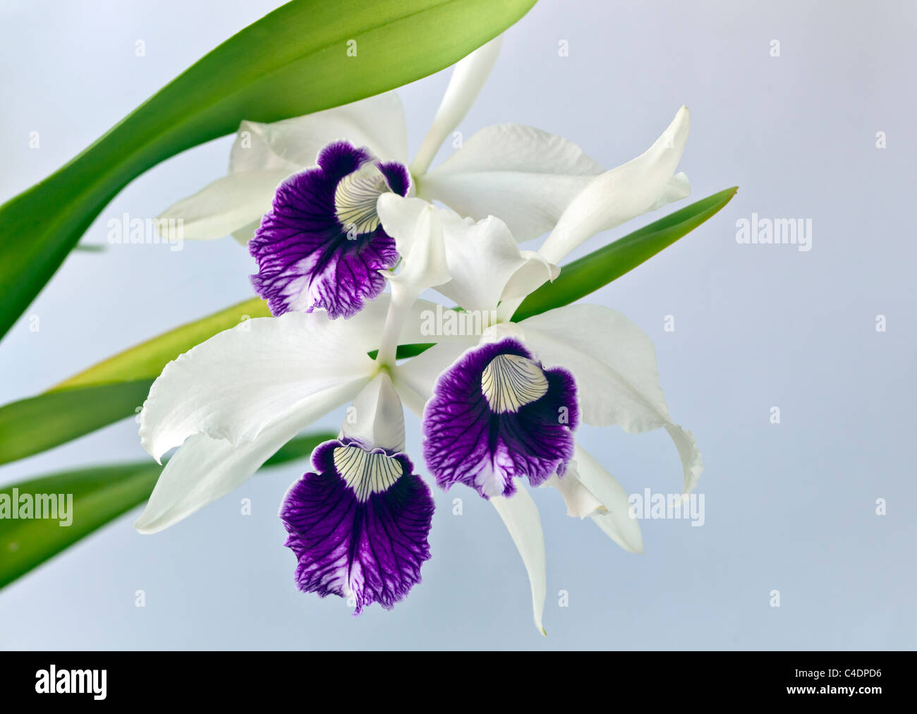 Cattleya orchid in studio setting with white background Stock Photo