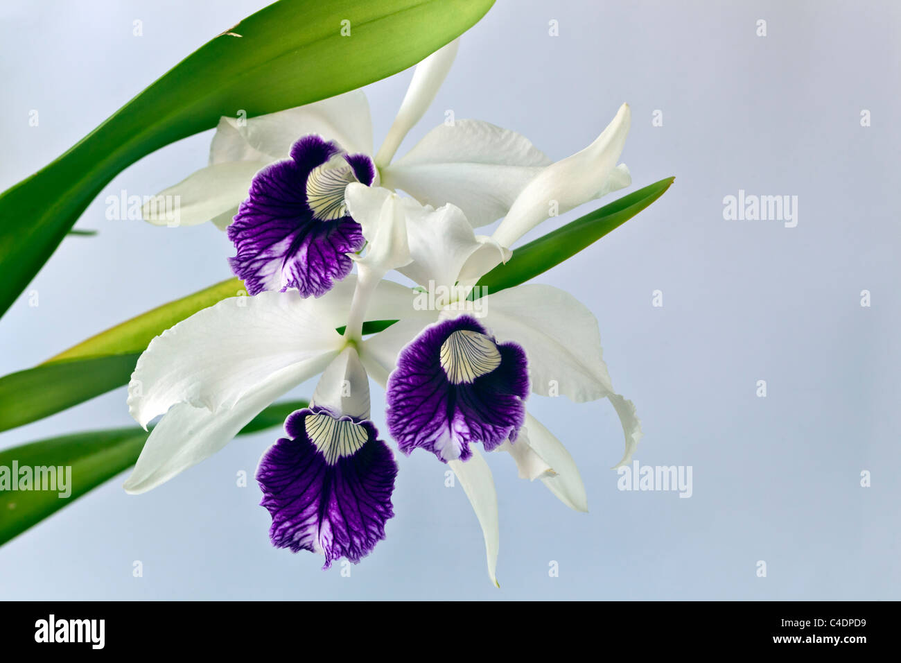 Cattleya orchid in studio setting with white background Stock Photo