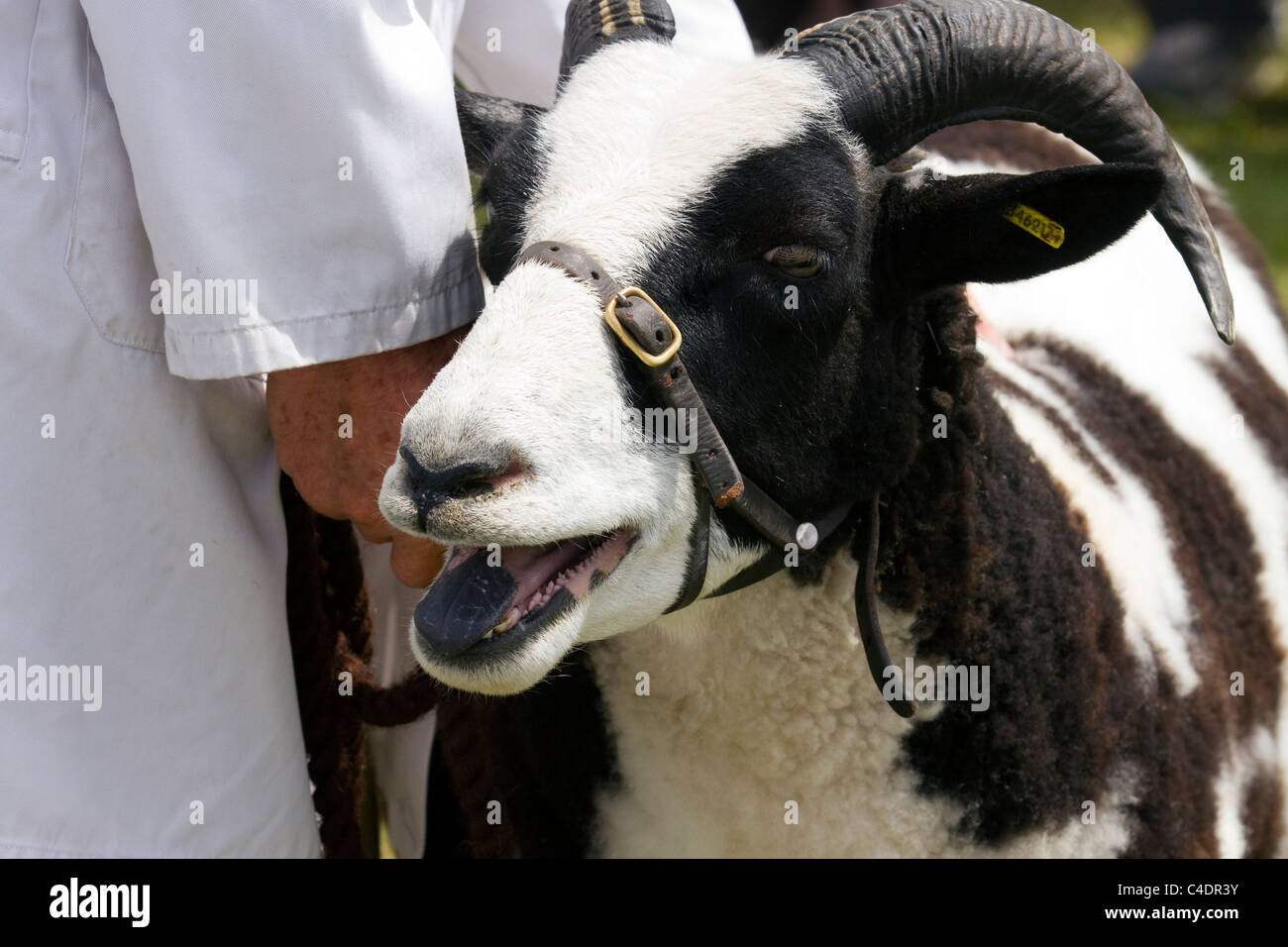 Livestock, Prize Alpine goat, show animals at the great Royal Highland Show 2010  Scottish Agricultural Society of Scotland, Edinburgh, UK judging at the 2011 Royal Cornwall Showground Events & Exhibits, Wadebridge, Cornwall County, UK Stock Photo