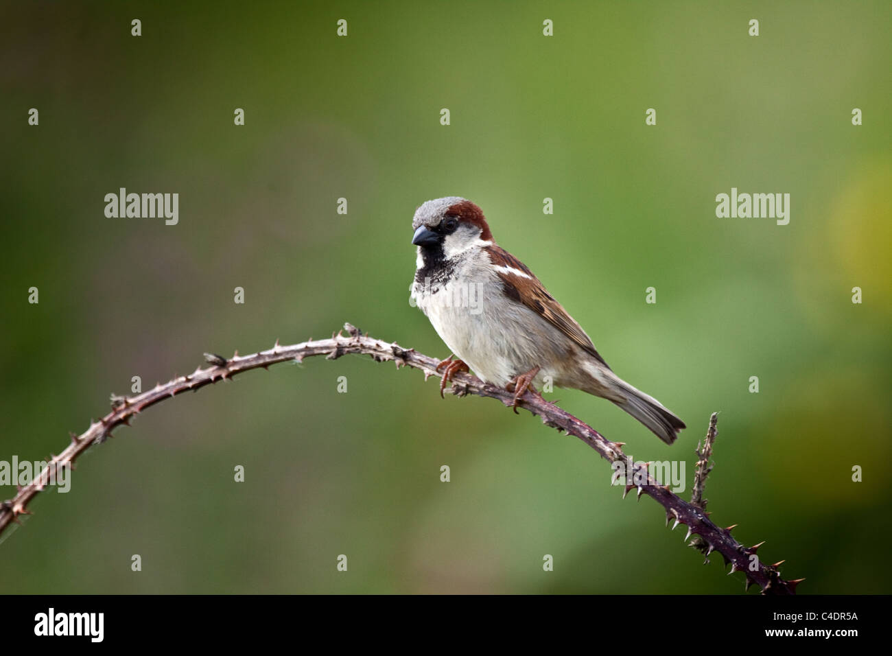 House sparrow sits on bramble Stock Photo