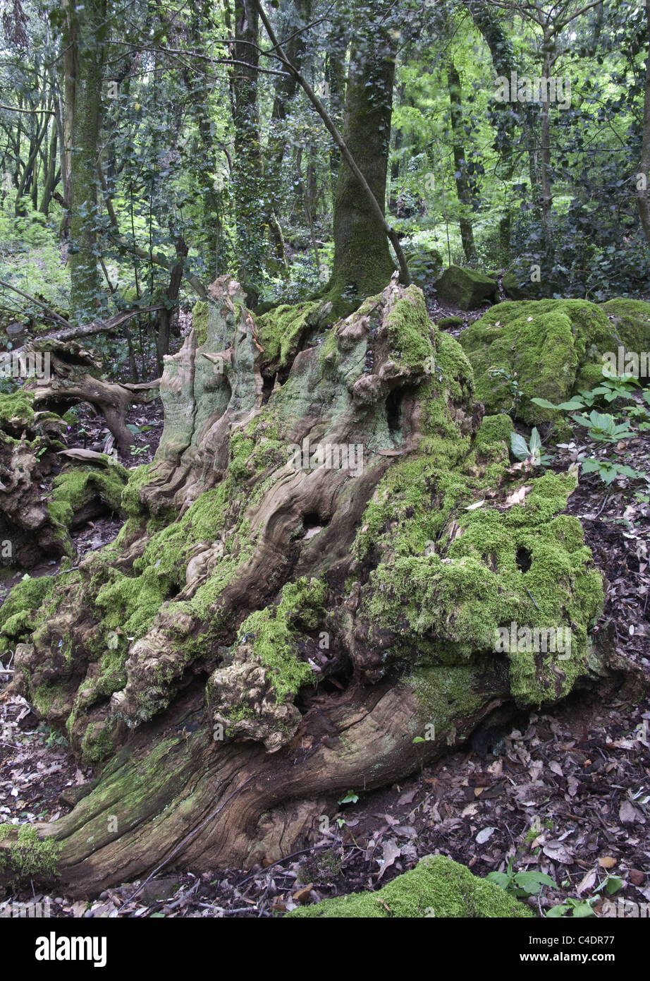 Wood, old dead trunk Stock Photo