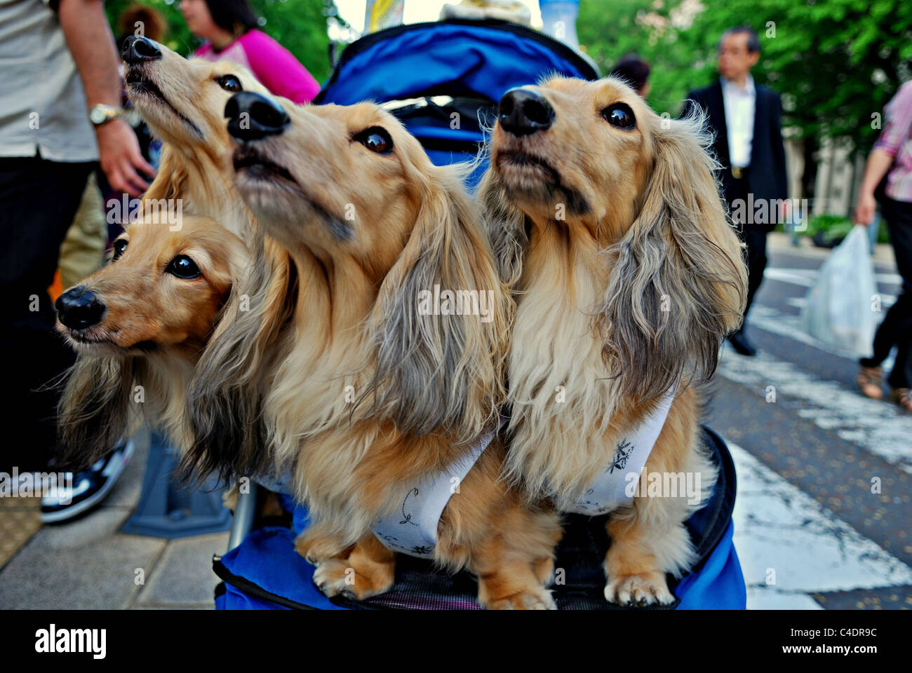 Four long-haired dachshund wearing clothes as they are driven around in a stroller in Japan Stock Photo