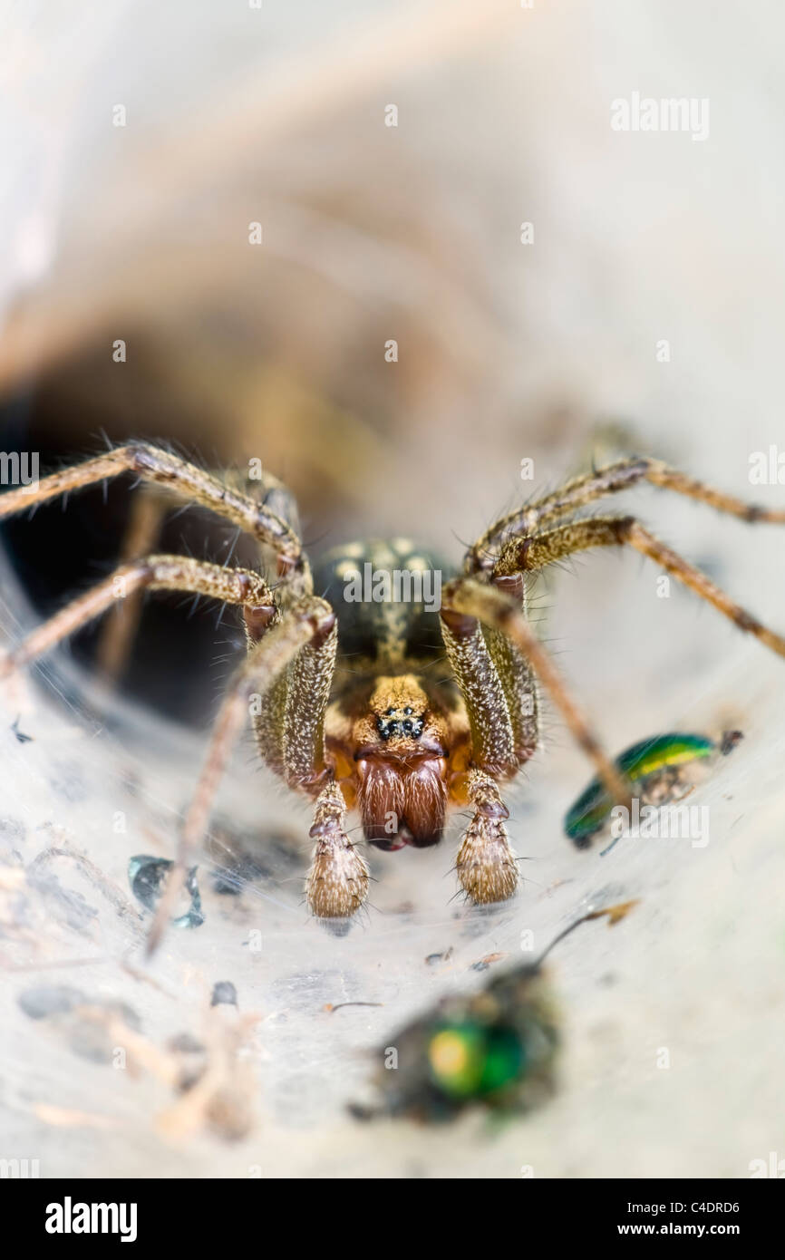 Labyrinth Spider in its funnel shaped web Stock Photo