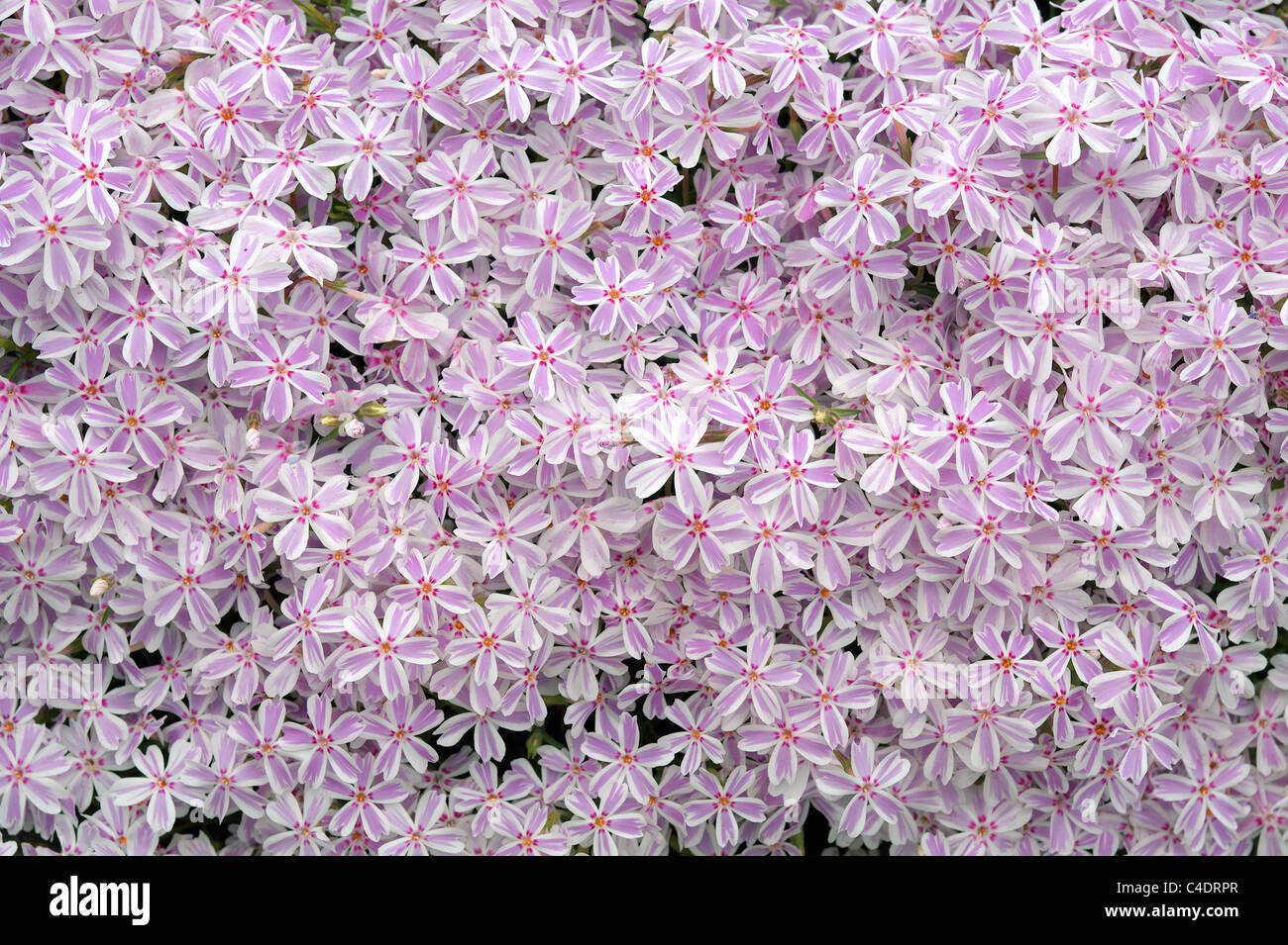 Pink phlox blossom Phlox subulata Stock Photo - Alamy