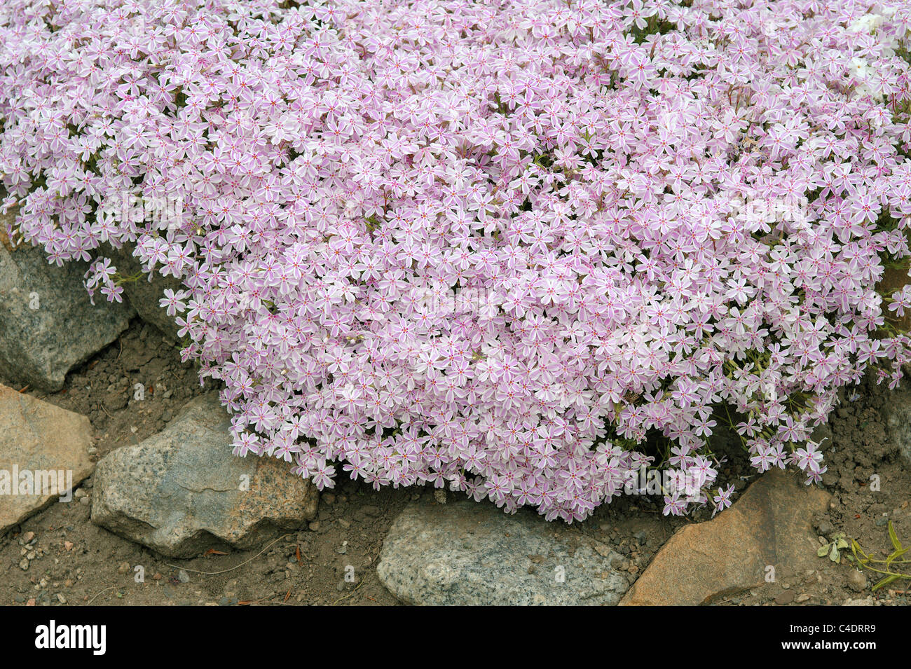 Pink phlox blossom Phlox subulata Stock Photo - Alamy