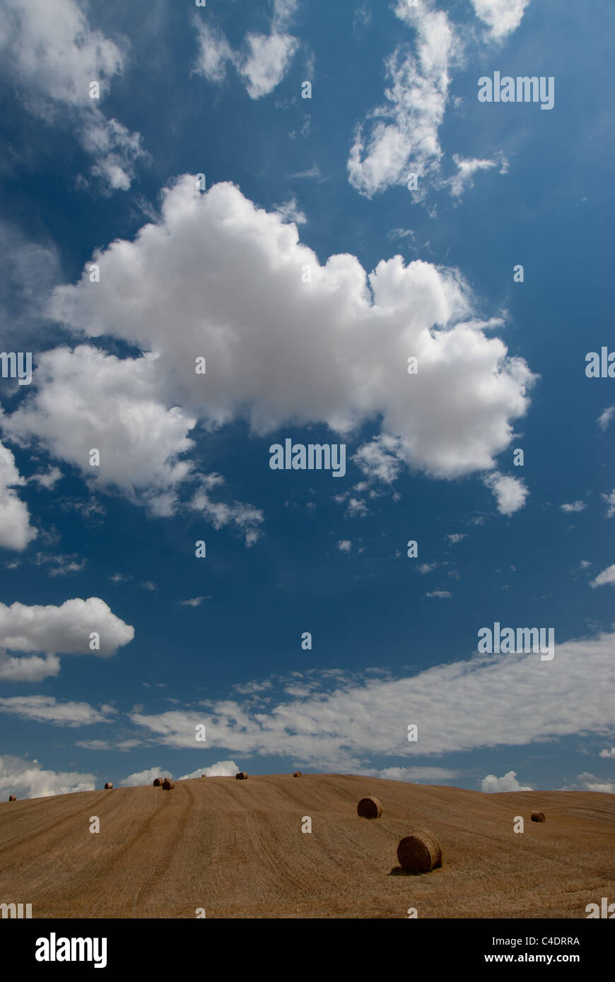 Rolled up Hay bales in a stubble field with cloudy blue skies Stock ...