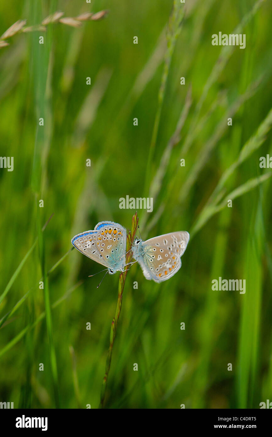 Common Blue butterflies in sunshine Stock Photo