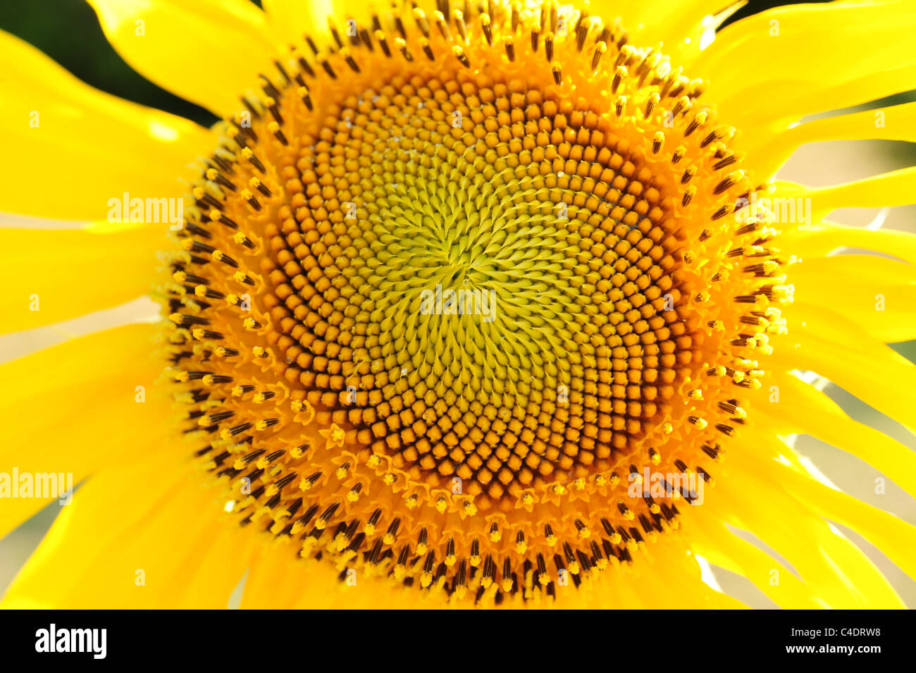 Mammoth sunflower hi-res stock photography and images - Alamy