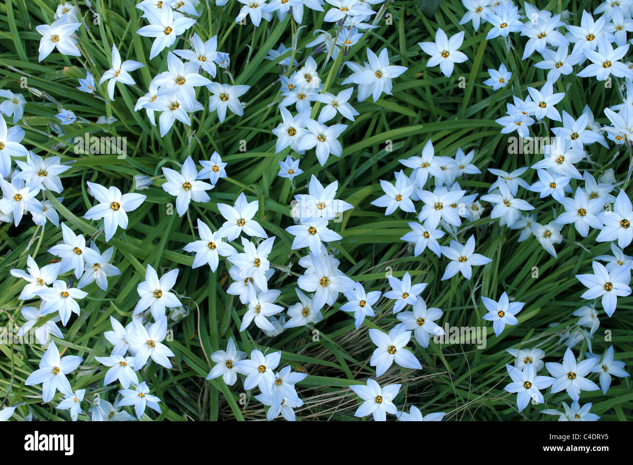 Ipheion uniflorum 'Wisley blue' flowers Stock Photo