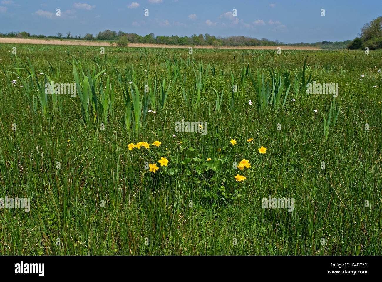 Marsh Marigold, Upper Lough Erne, County Fermanagh, Northern Ireland Stock Photo