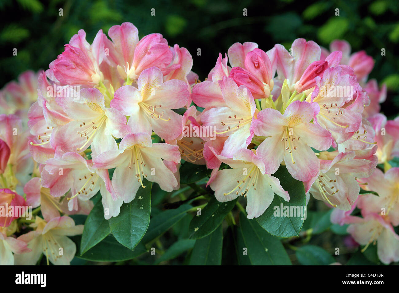 Pink yellow rhododendron blossom Stock Photo - Alamy