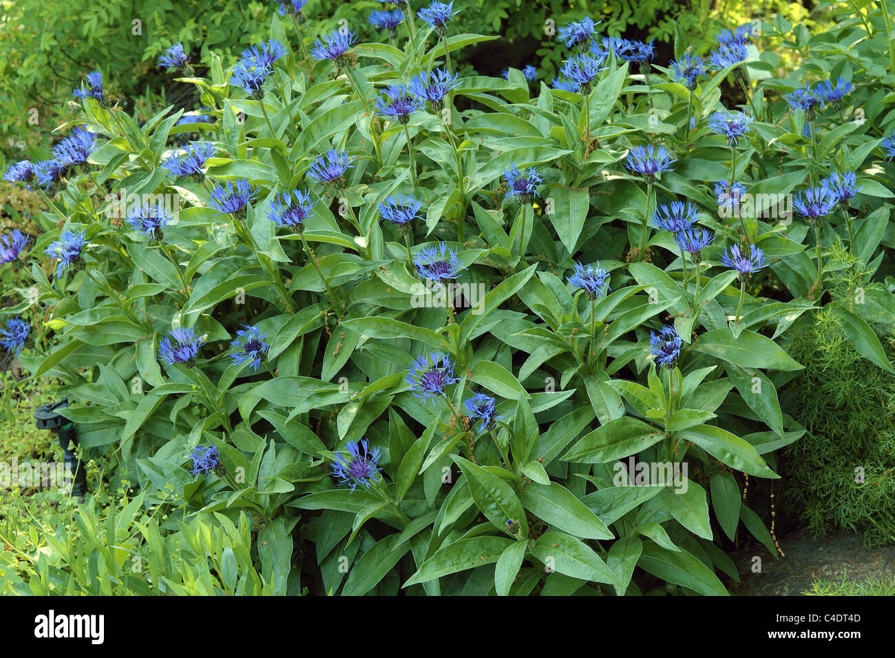 Blue cornflowers in full bloom Centaurea montana Stock Photo