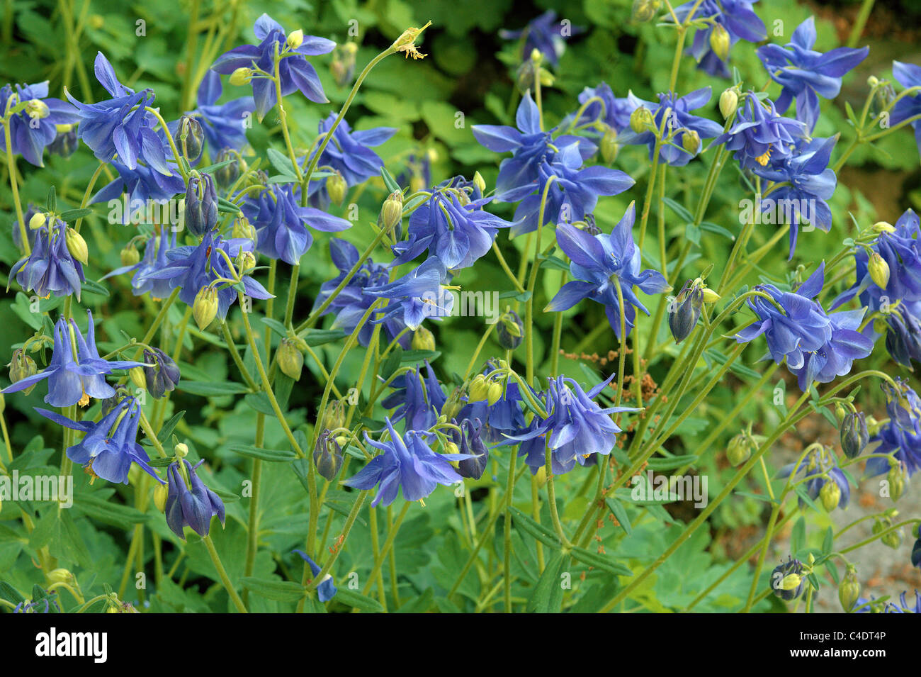 Columbine aquilegia blue flowers Aquilegia vulgaris Stock Photo