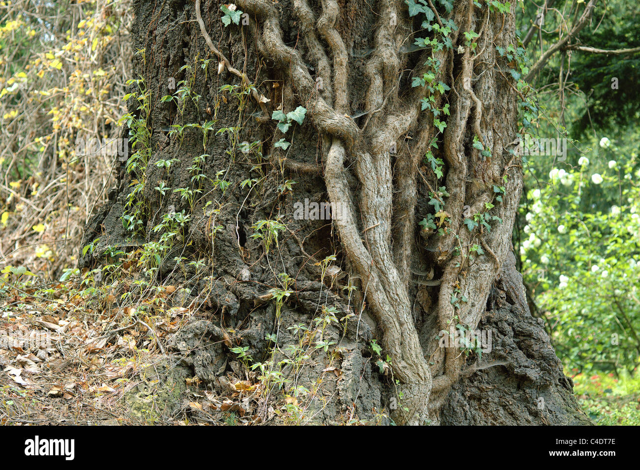 Old gnarled ivy branches Hedera helix Stock Photo