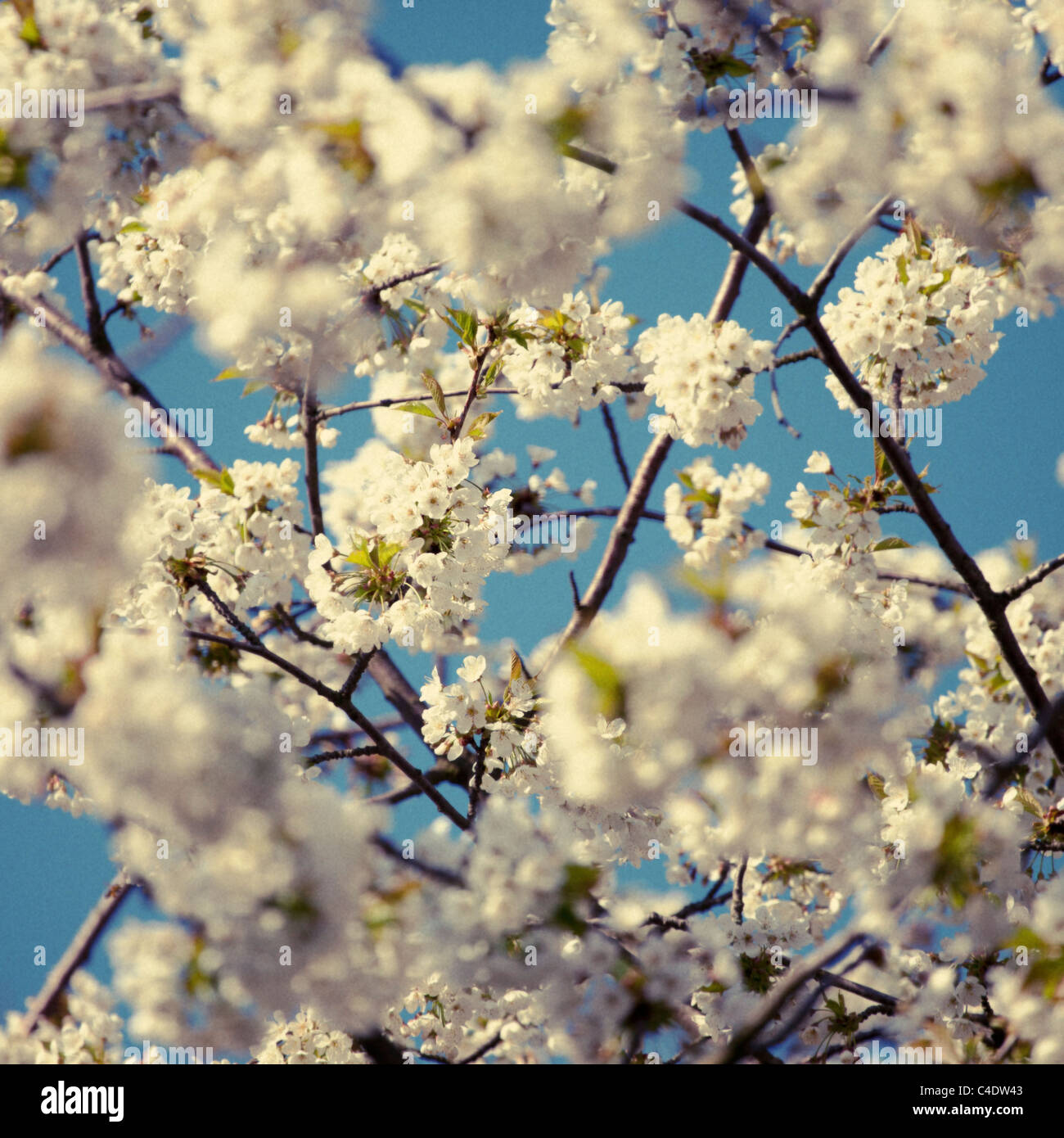 Delicate cherry blossom branches frame hi-res stock photography and ...