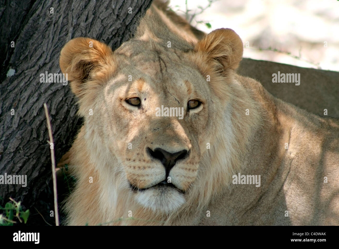 Young Lion Stock Photo