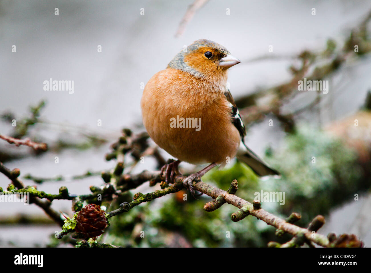 Male chaffinch on twig Stock Photo