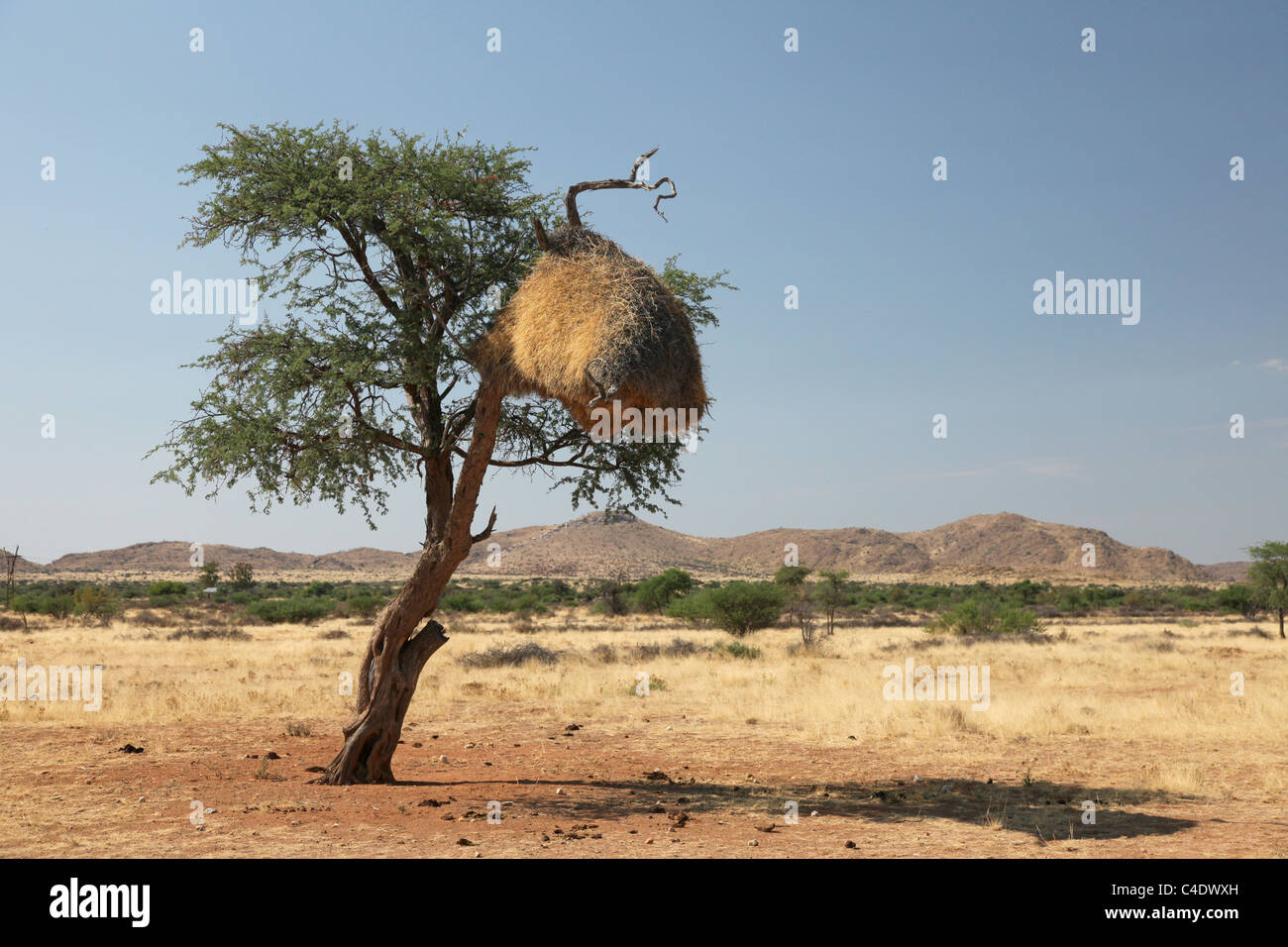 Huge Nest Of A Hammerkop In An Acacia Tree Namibia Stock Photo Alamy huge-nest-of-a-hammerkop-in-an-acacia-tree-namibia-stock-photo-alamy