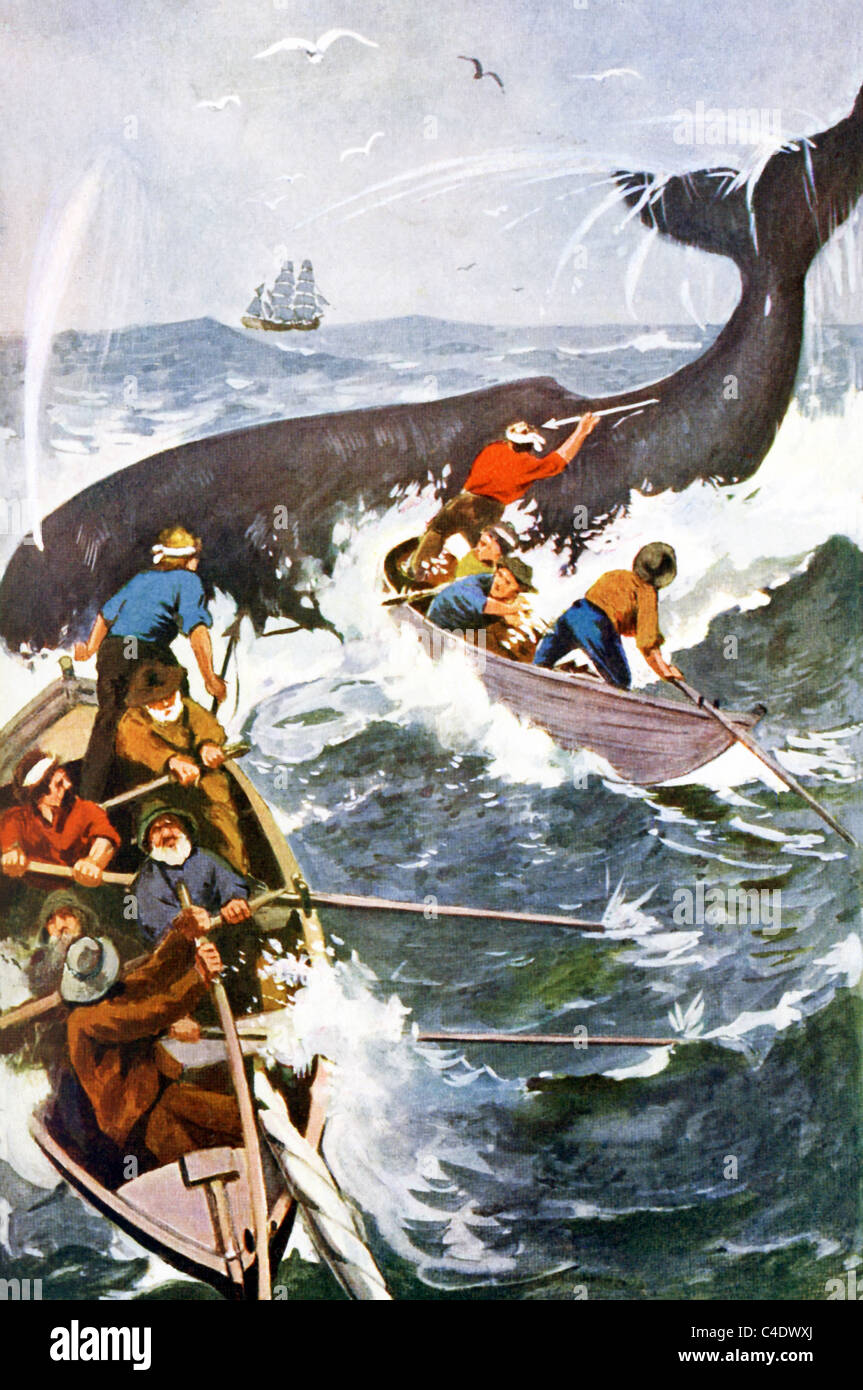 Whalers in small boats, with their mother ship in the distance, approach a sperm whale and preparing to lance it. Stock Photo