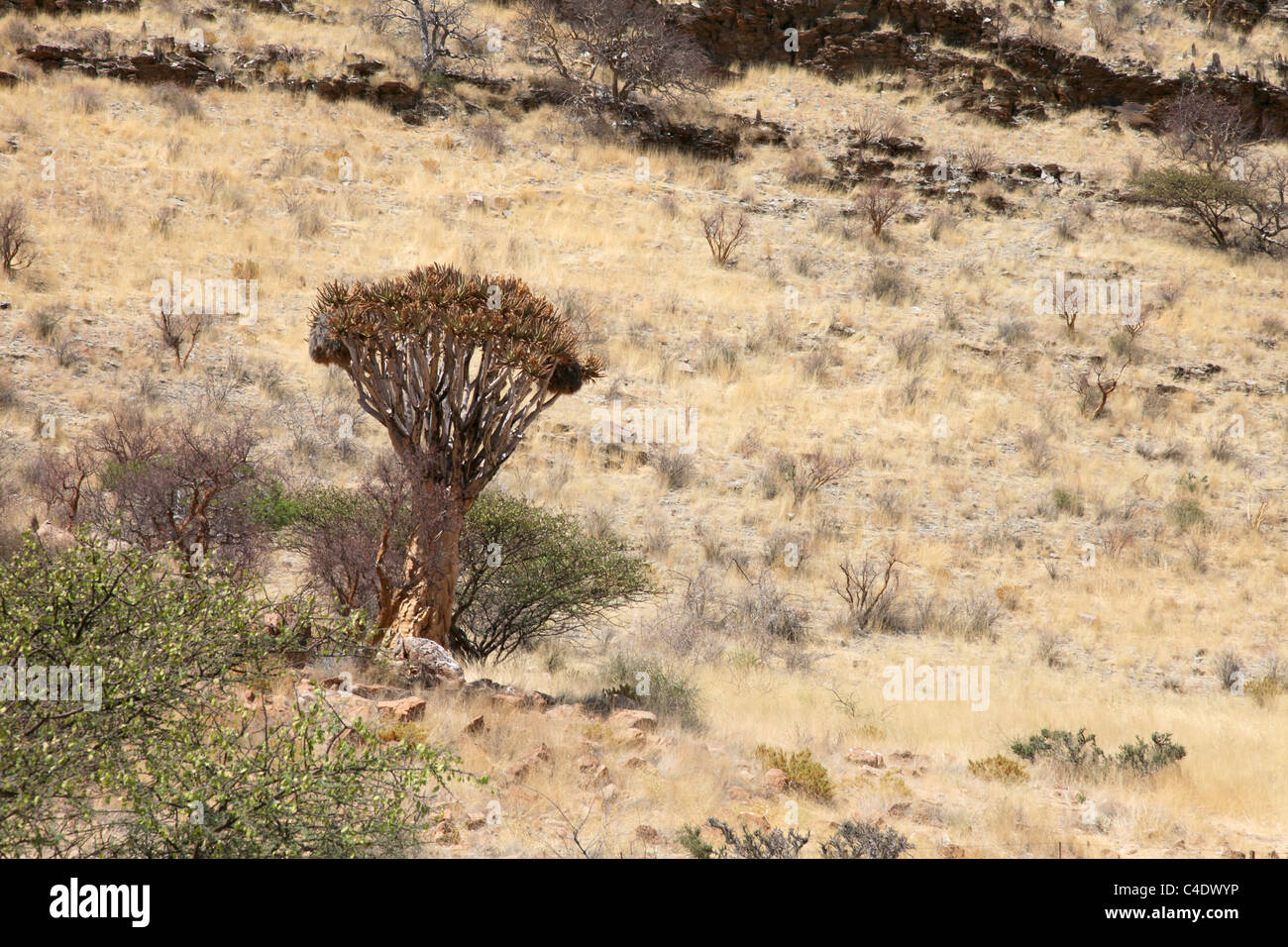 Wild Quiver Tree (Aloe dichotoma) in Namibia Stock Photo