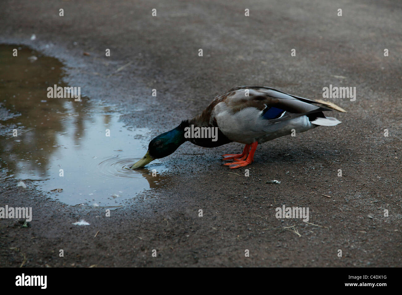 Mallard duck drinking water Stock Photo - Alamy