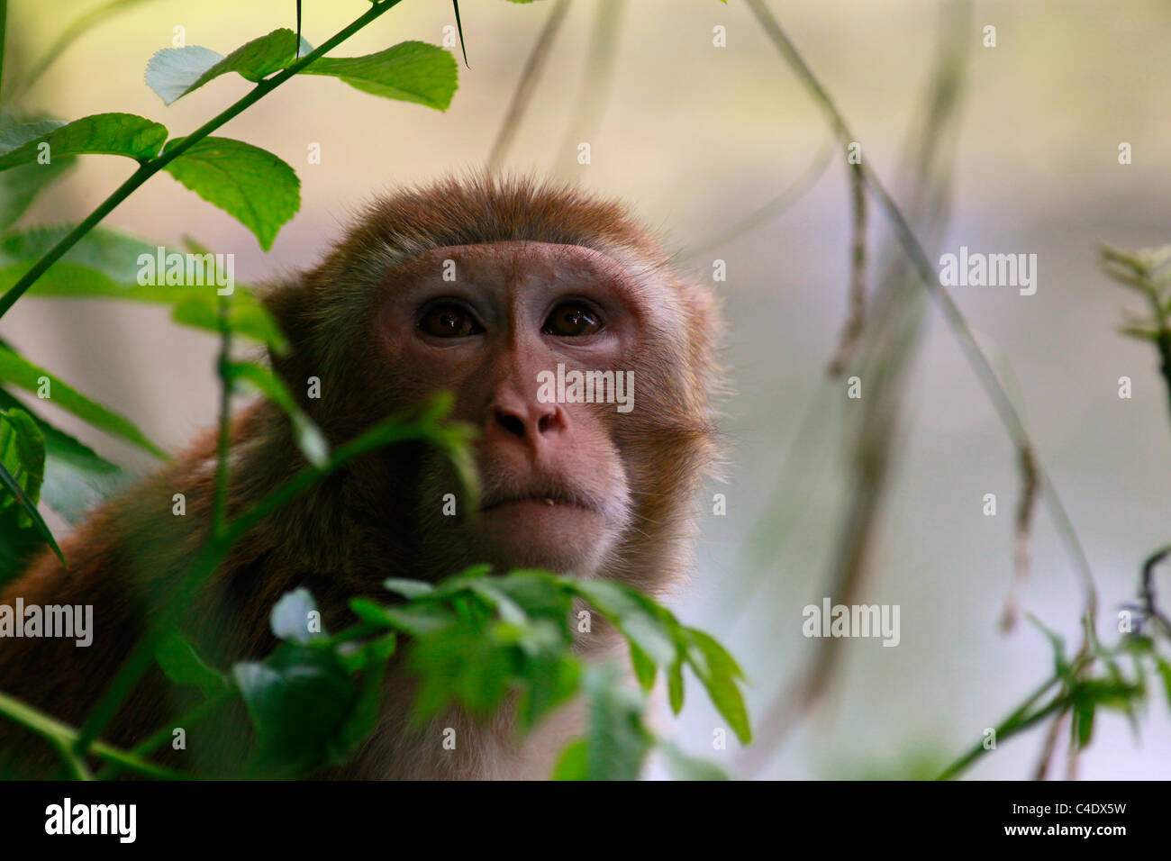 The Crab eating macaque ( Macaca fascicularis ) native to Southeast