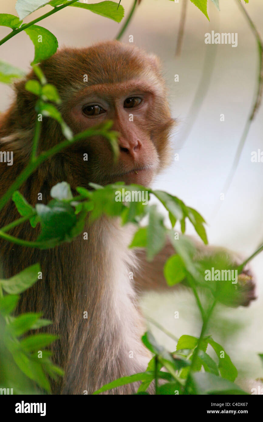 The Crab eating macaque ( Macaca fascicularis ) native to Southeast
