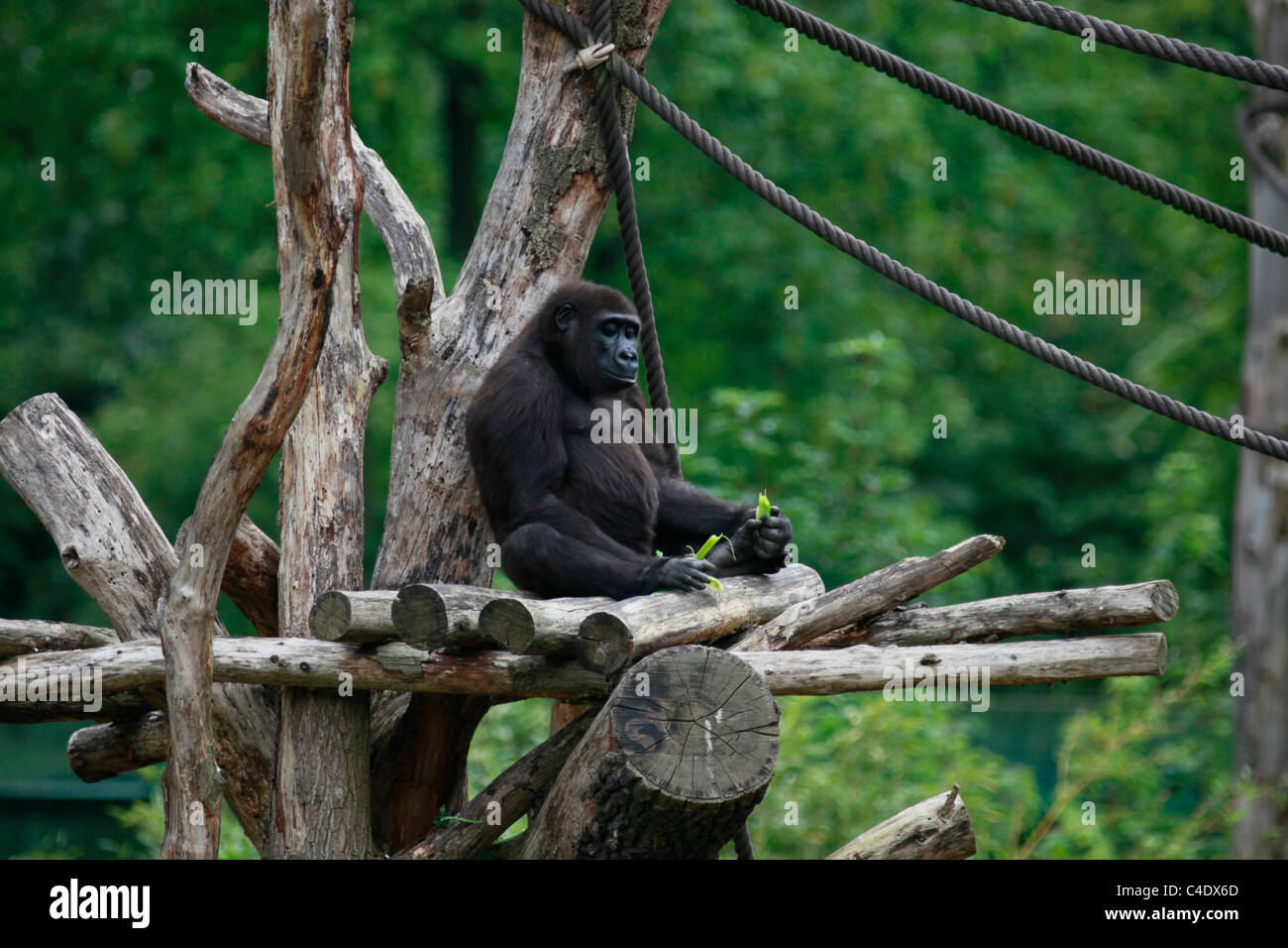 Adult Gorilla at the Leipzig Zoological Garden, or the Leipzig Zoo Eastern Germany Stock Photo