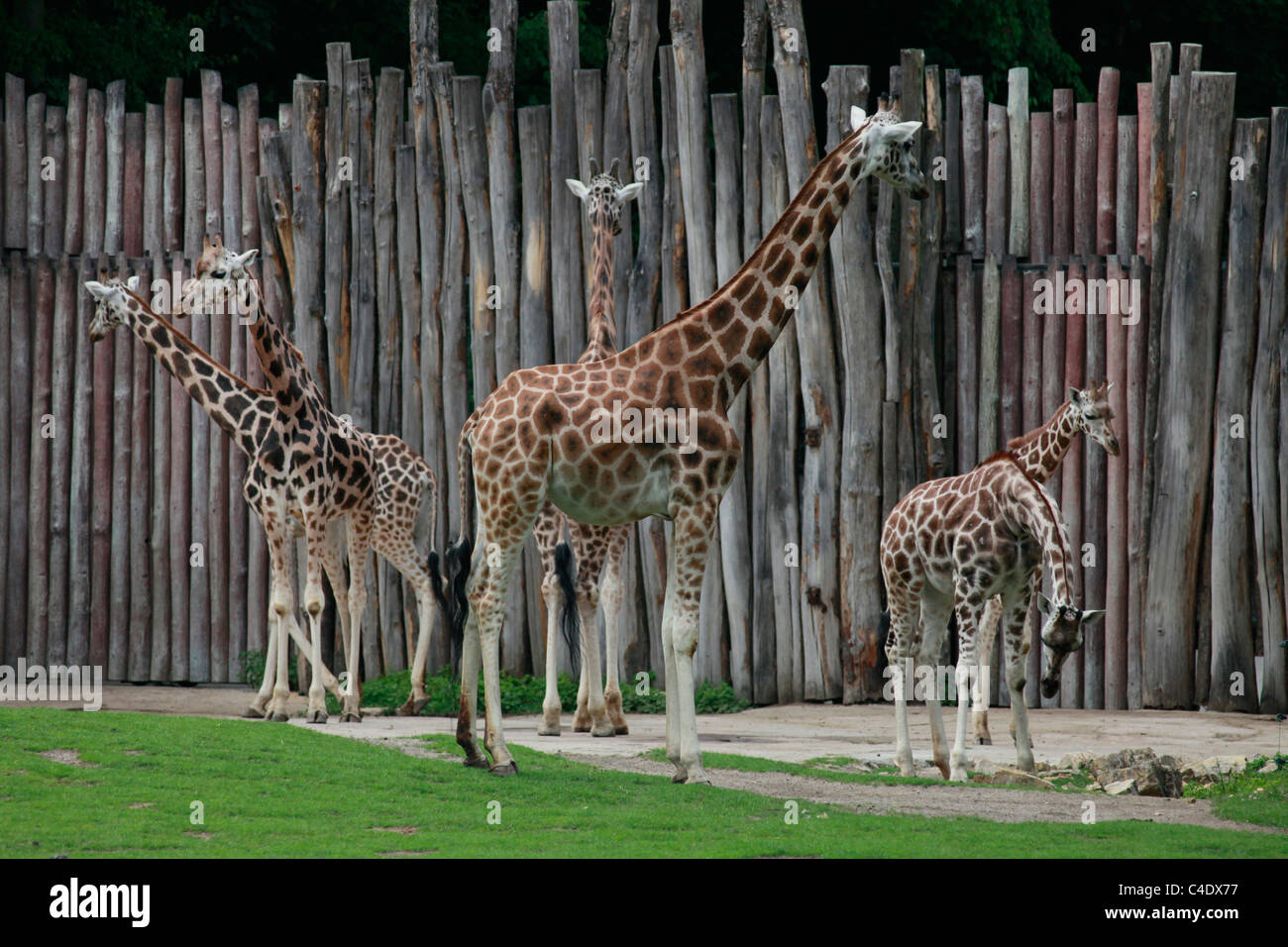 Giraffes at the Leipzig Zoological Garden, or the Leipzig Zoo Eastern Germany Stock Photo