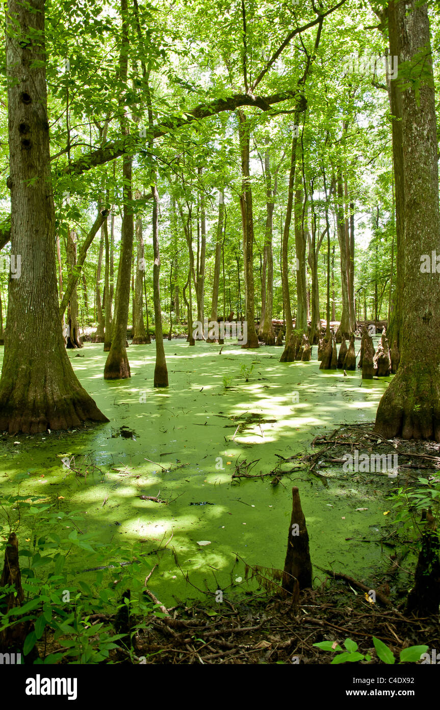 CypressTupelo Swamp in Mississippi. on the Natchez Trace Parkway Water