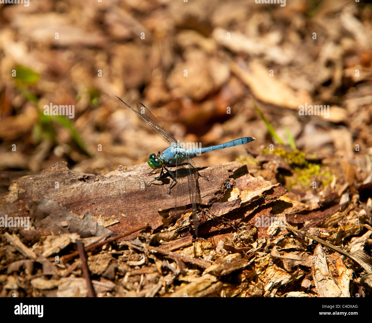 Blue dragonfly with green eyes sitting on log in a swamp on the Natchez Trace Parkway, Mississippi USA Stock Photo