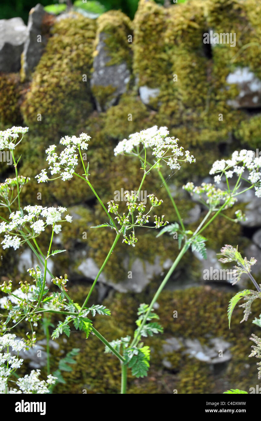 Derbyshire, England: wild flowers near dry stone walls Stock Photo - Alamy